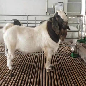 纯种波尔山羊活体小羊羔怀孕母羊种羊幼崽种公羊活羊养殖技术