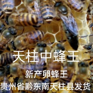 天柱中蜂王贵州高原高产优质蜜型环红麻黑色自然交尾新产卵中蜂王