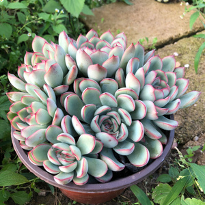 荷花群生多头云南基地实拍 多肉植物办公室创意花卉多肉组合盆栽