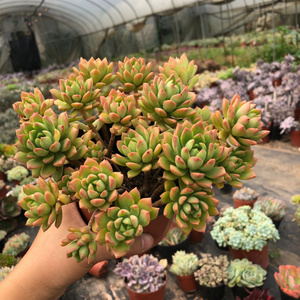琪迹园艺马库斯 马库斯多肉植物 马库斯多头老桩多肉 绿植园艺