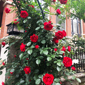 佛罗伦蒂娜爬藤月季藤本重瓣红色蔷薇花苗庭院阳台四季开大花浓香