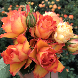 000人付款天猫埃斯托里尔四季开花灌木丰花大花微月玫瑰花庭院阳台