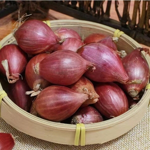 红葱头干葱头广东