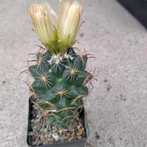 古镜丸实生仙人球顶花球属稀有精品易养办公室防辐射多肉植物盆栽