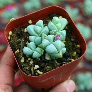 多肉植物春琴玉多头群生老桩绿植花卉带盆带土发货番杏科满额包邮