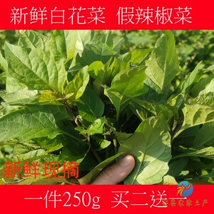广西假辣椒菜 野生白花菜 容县野菜龙葵野外采摘新鲜买二送一包邮