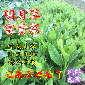 明月草种苗/盆栽 降糖草保健菜 种苗带根发达 最少两个分叉芽