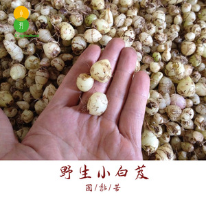 云南普洱野生小白芨圆白芨非种植有黏性新鲜白及深山现挖药材1斤