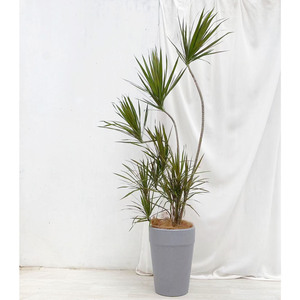 青绿色千年木大型盆栽绿植室内客厅植物好养耐阴造型马尾铁北欧