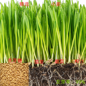 麦苗新鲜
