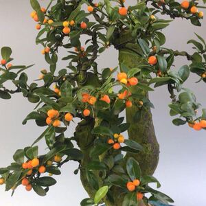 金豆植物盆景观果微型造型盆栽室内好养植物金豆子盆景1