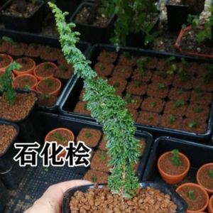 石化桧进口黄金羽石化桧盆景盆栽小苗两个品种避免拍错看好在拍1