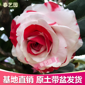 【吉普赛女郎茶花】吉普赛女郎茶花品牌,价格 - 阿里巴巴