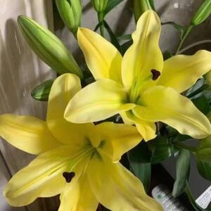 云南鲜花直发鲜切花金砖木门黄金甲大黄蜂黄天霸黄百合花家用水养