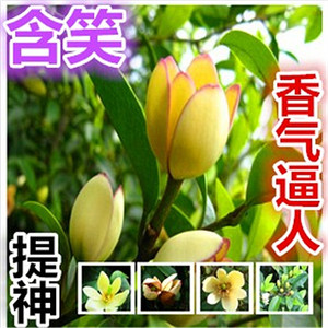 阳台盆栽 含笑 芳香植物 含笑树苗 盆栽 庭院室内外花卉四季常绿