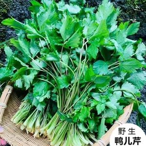 湖北恩施鸭脚板芹菜新鲜野生鸭脚板大叶菜芹菜野菜时令蔬菜水芹菜