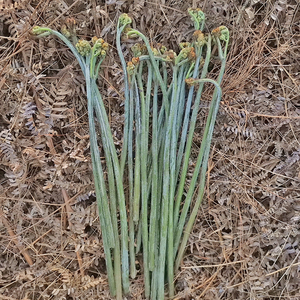 湖南蕨菜新鲜野生现摘现采时令蔬菜当季野菜甜蕨苔甜蕨龙爪下饭菜