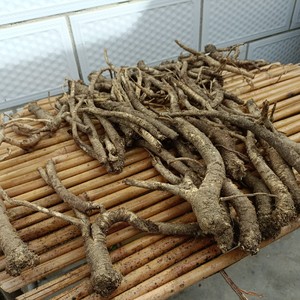 五台山野台参 五台山野生党参 张锡纯野台参 台党参 21年秋台参新