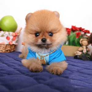 出售纯种博美幼犬活体黄白色博美俊介犬活体茶杯狗小型袖珍宠物狗