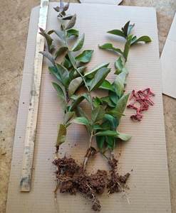 叶仙木麒麟小苗仙人掌枝条送接穗送夹子包邮