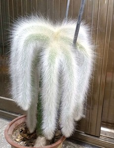 云南清禾园艺三角柱火龙果叶仙嫁接进口白毛九尾狐猴尾柱吸甲醛