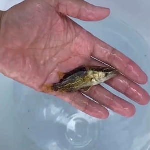 原生鱼 冷水鱼 鱖鱼 波纹鱖 桂鱼 观赏鱼 凶猛鱼 波纹鳜鱼 现货