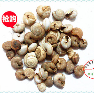 中药材蜗牛天螺蛳瓜牛正品蜗牛干货蜗牛实物蜗牛壳包邮500克