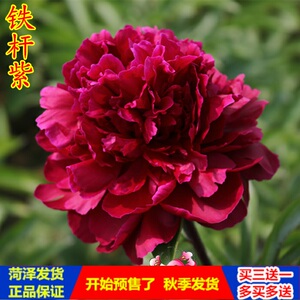 铁杆紫 菏泽洛阳正宗牡丹芍药花苗 绿植客厅盆栽庭院别墅阳台花卉