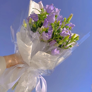 风铃花鲜花云南斗南直发稀有小众仙女耐养风铃草鲜切花三八节花束