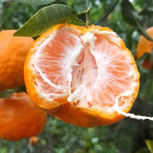 云南椪柑橘子丑橘子新鲜树上现摘现发当应季水果整箱9斤包邮