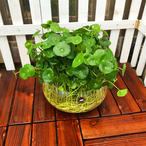 铜钱草盆栽土培水培植物办公室桌面室内吸甲醛防辐射金钱草水养