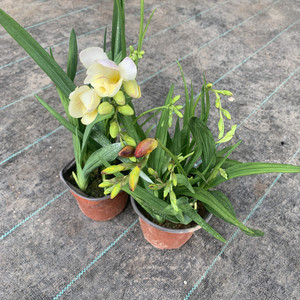 香水兰文心兰盆栽梦香兰植物兰花室内带花带花苞跳舞绿植包邮