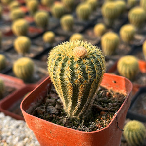 黄金士童仙人球