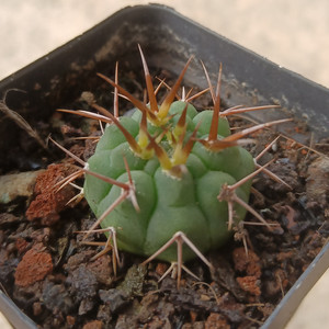 碧岩玉实生仙人球强刺裸萼球属稀有开花仙人掌多肉植物盆栽好养