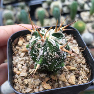 复隆般若 实生仙人球 稀有开花仙人掌防辐射绿植刺球植物小盆栽