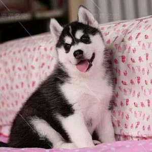 哈士奇犬幼犬活体纯种二哈犬黑白色大型犬雪橇犬赛级狗狗北京009