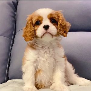 查理王小猎犬幼犬纯种活体家养小型犬黄白色三色宠物狗狗血统北京