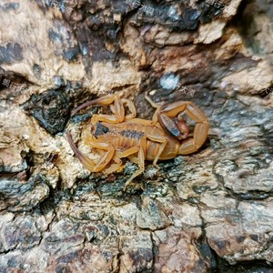 巴西金幽灵蝎（单性繁殖 可群养造景） 宠物蝎雨林蝎