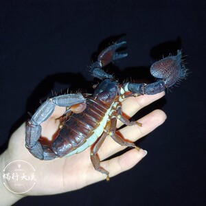 红爪雨林蝎 heterometrus swammerdami 超大体型宠物蝎子活体2人付款