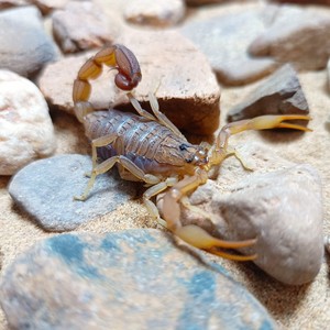 刚果红鳄背蝎(单性繁殖)沙漠蝎  宠物蝎 新手入门