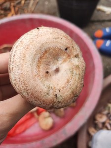 江西野生蘑菇新鲜