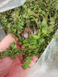 新货山东烟台现挖现发新鲜纯野生荠菜带根食用农产品4斤整箱包邮