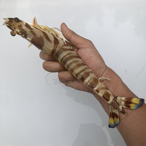 超大竹节虾九节虾斑节虾黑虎虾新鲜活野生黑老虎虾特大虾鲜活冻虾