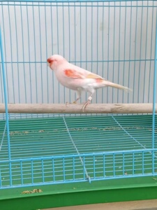 玉鸟活体观赏鸟