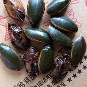 金边龙虱干货100克 水蟑螂 水鳖虫 射尿龟 水龟子 中药材