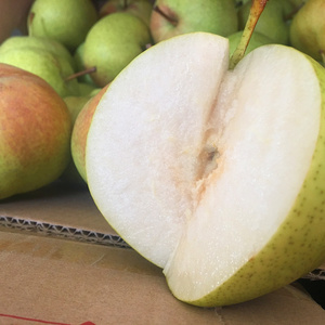 东北延边龙井三合苹果梨新鲜个大霜后苹果梨无渣汁皮薄快递包邮