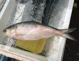 冰鲜海鲜海鲜条