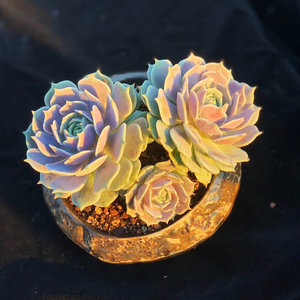 千亦多肉植物多头露娜莲罕见大棵群生老桩净化空气一物一拍包邮