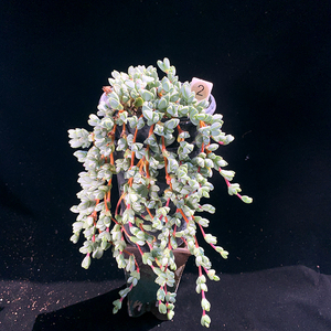 千亦多肉植物独棵爆盆碧玉莲悬崖造型阳台大棵老桩一物一拍包邮