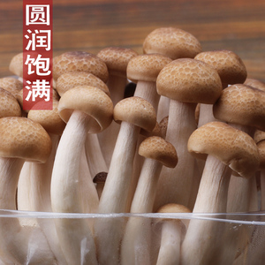 新鲜蟹味菇蘑菇食用菌白玉蘑菇新鲜蔬菜菌汤生鲜5袋每份包邮10